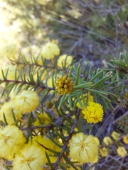 Acacia echinula