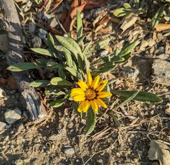 Gazania rigens