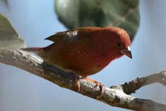 Lagonosticta senegala rendalli