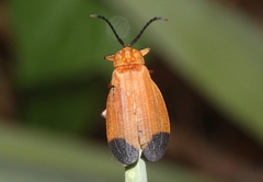 Lycus arizonensis