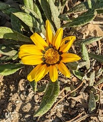 Gazania rigens