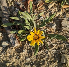 Gazania rigens
