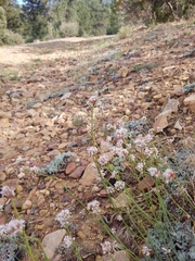 Eriogonum kennedyi austromontanum