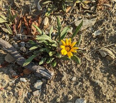 Gazania rigens