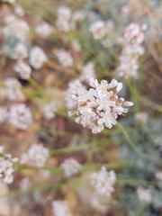 Eriogonum kennedyi austromontanum