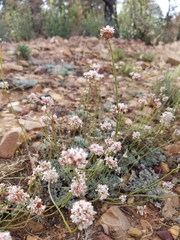 Eriogonum kennedyi austromontanum