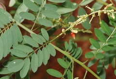 Indigofera sphaerocarpa