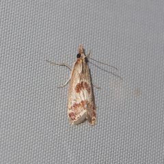 Syntonarcha iriastis