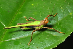 Scaria producta