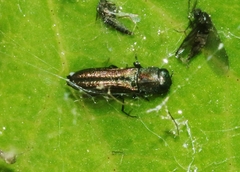 Agrilaxia arizonae