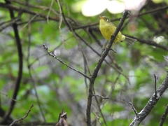 Phylloscopus valentini