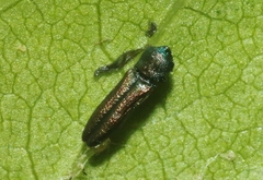 Agrilaxia arizonae