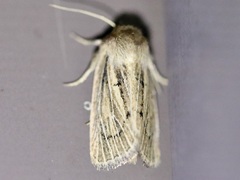 Hypocoena inquinata