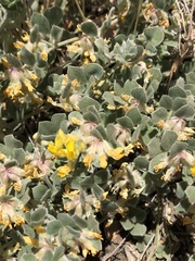 Acmispon argophyllus