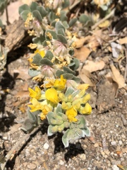 Acmispon argophyllus
