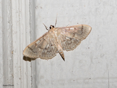 Herpetogramma thestealis