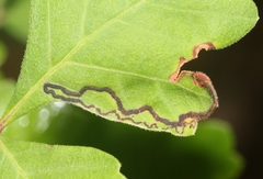 Stigmella prunifoliella