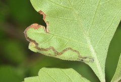 Stigmella prunifoliella