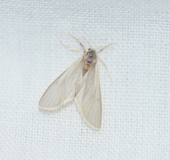 Acentria ephemerella