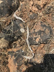 Coluber constrictor mormon