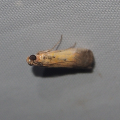 Piesmopoda semilutea