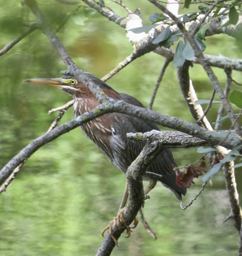 Green Heron photographed in New Jersey