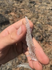 Coluber constrictor mormon