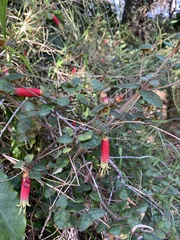 Correa reflexa speciosa