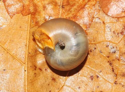 Chiricahua Talussnail