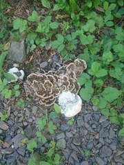 Trametes versicolor image