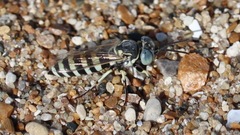 Microbembex monodonta