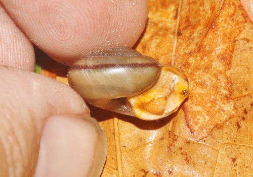 Chiricahua Talussnail