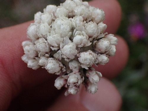 Handsome pussytoes (Antennaria anaphaloides)