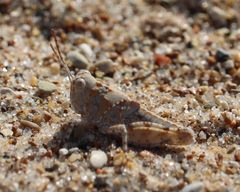 Trimerotropis maritima