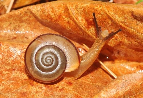 Chiricahua Talussnail