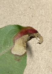 Aristotelia isopelta