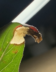 Aristotelia isopelta