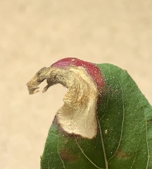 Aristotelia isopelta