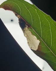 Aristotelia isopelta