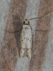 Hypatopa punctiferella