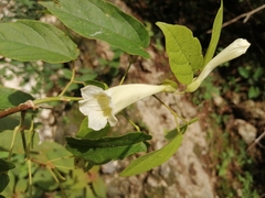 Stizophyllum riparium