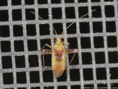 Phytocoris tibialis