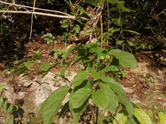 Stizophyllum riparium