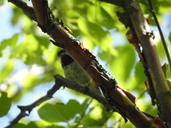 Poecile hypermelaenus