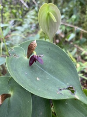 Pleurothallis phyllocardia