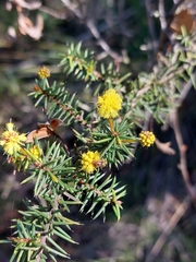 Acacia echinula