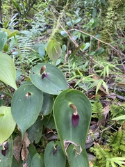 Pleurothallis phyllocardia