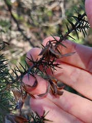 Acacia echinula