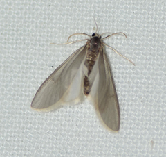 Acentria ephemerella