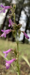 Penstemon oliganthus